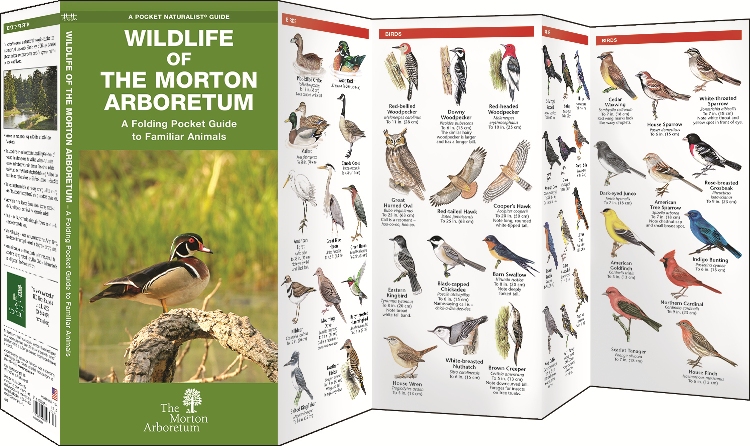 Pocket Guide: Wildlife of The Morton Arboretum